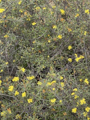 Silver Phebalium - Phebalium ballatum Sect 215 Oct 2024