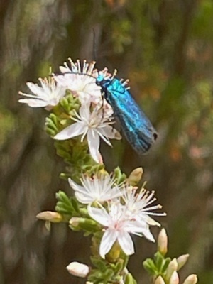 Satin forester Moth - on Fringe Myrtle