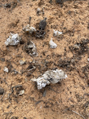 Fox poo old, with reptile vertebrae 