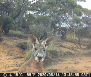 Red Roo come for a closer look