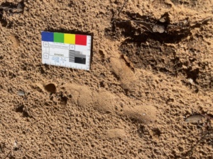 Footprint Emu