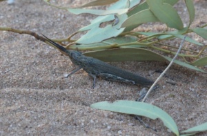 Credit Josh Martin  - Eumecistes gratiosus