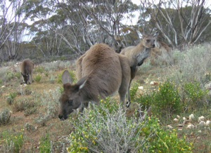 Kangaroo Numbers secure