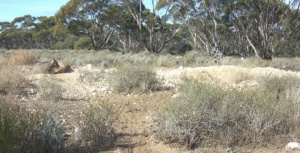 Poor and dry year spring 2024