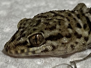 Binoe Gecko - Heteronotia binoei