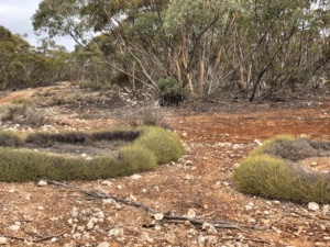 Sec 249 Triodia over limestone