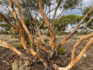 The living art - Mallee