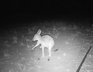 Young Kangaroo - Remote wildlife camera - 227 exclusion