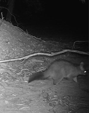 Rare in the Murray land the brush Tailed Possum