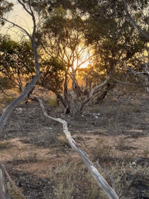 Beautiful evening light Jan 2026