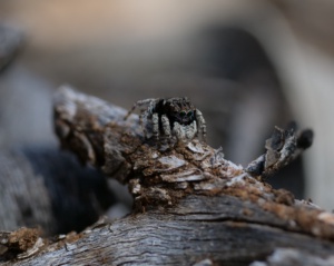 Peacock spider - Pterostylis (Hymenochilus) pisinnus (Image M Worthing)