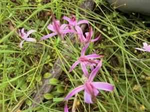 Wanarra Native vegetation 2025