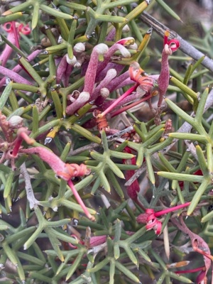 Spider Grevillia - grevillia huegelii - oct 2024