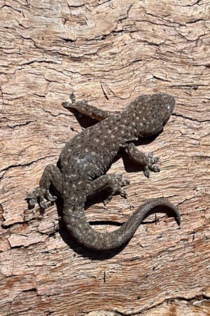 Gehyra versicolor - Eastern Tree Dtella