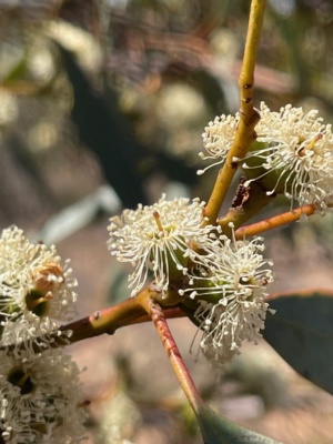 Eucalyptus on Sec 13 flowering 