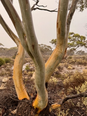 Stunning light and evening rain  - March 1 2026