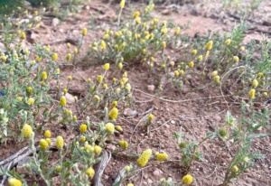 Lemon beauty-heads on Section 13 Nov 2024