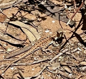 Ctenoporus pictus - Painted Dragon March 2025 