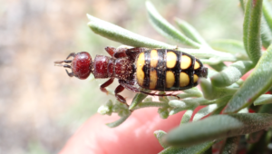Genus Thynnus possibly  a pollinating wasp -female