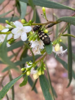 A sugar wood with a form of jewel beetle  249