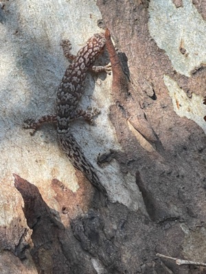 Marbled Gecko - Christinus marmoratus