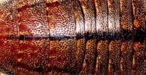 Nature or Art - Credit Brett SMITH