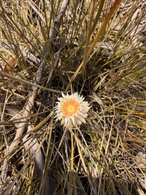 Satin Everlasting - at the end of the season Jan 2026