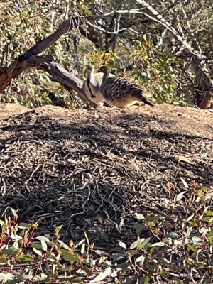 Mallee Fowl and mound May 2025
