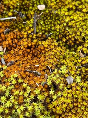 moss 