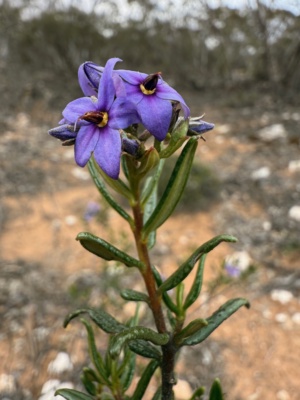 Smooth or Lavender Halgania
