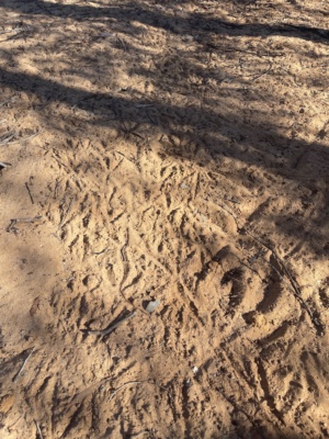Tracks- Mallee Fowl foot prints in the sand - may 2025