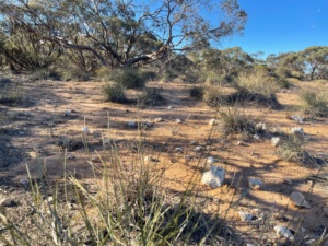 Just the beauty of autumn in the Murraylands