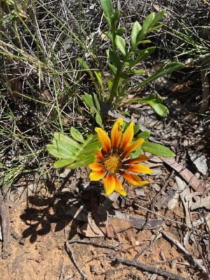 Gazania