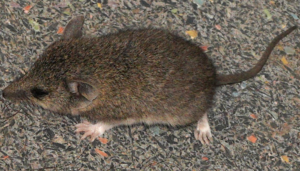 Slender-tailed Dunnart
Sminthopsis murina (Image Sec 14) 