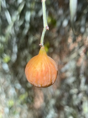 Bitter Quandong March 2025