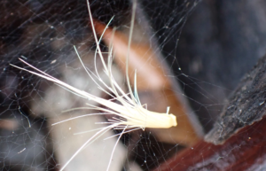 Natural art instalation