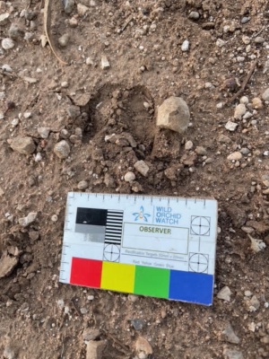Footprint Feral Goats