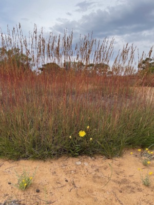 Triodia scariosa - Spinifex