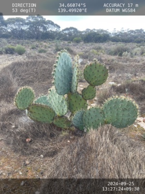 Horrid weed - Wheel Cactus - GPS for follow up