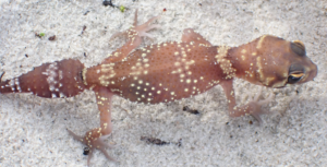 Thick Tailed Gecko