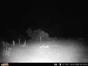 Fox remote remote camera Sec 13