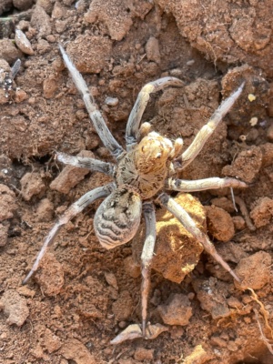 Wolf spider