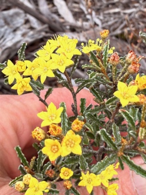 A young Silver Phebalium  - the first recruit seen