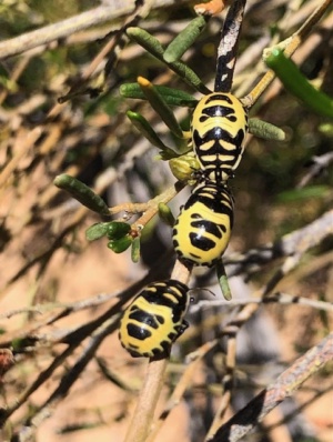 Variegated shield bugs