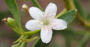Sugar wood flowering Nov 23 2024