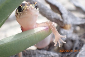 Barking Gecko EBO