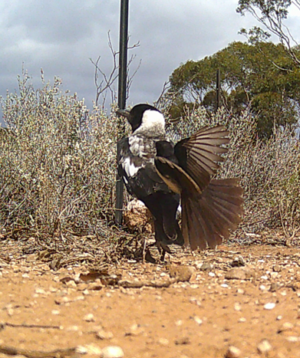 Pole dancing Magpie?