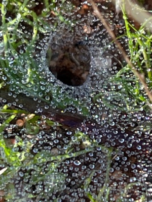 Spider dew