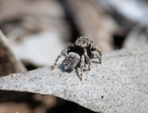 Bat Like peacock spider - male (Image M Worthing)