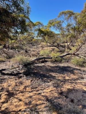Box thorn site